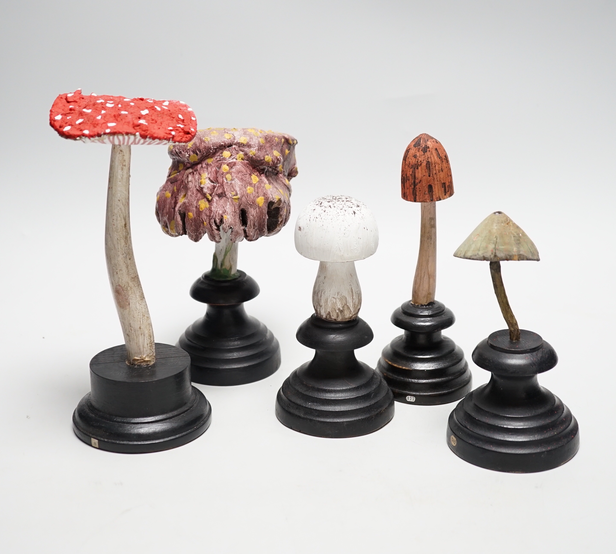Twelve carved wood fungus specimen models, tallest 24cm